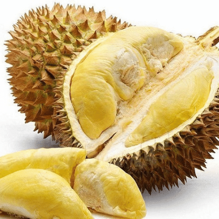 BEST SALE! FROZEN FRESH DURIAN with HIGH QUALITY & BEST PRICE 2023