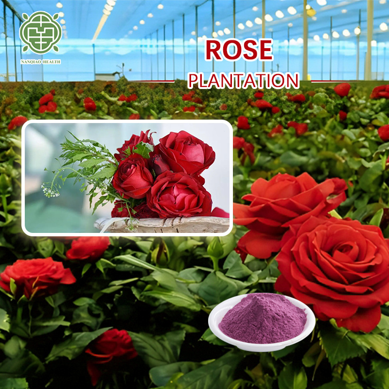 Original Factory Dried 100% Natural Water Soluble Organic Plant Extract Rose Extract Petal Extract Concentrated Pwder