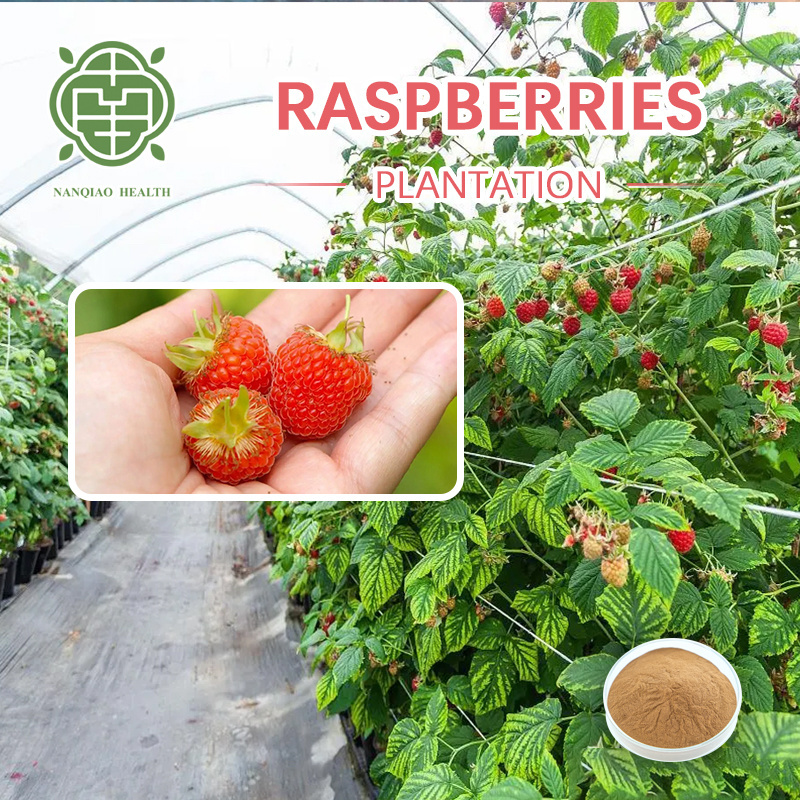 Factory Wholesale Plant Fruit Extract 10: 1 Raspberry Extract Powder 25% black raspberry extract powder anthocyanin