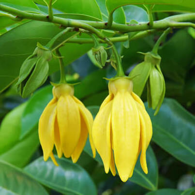 Pure Ylang Ylang Essential Oil