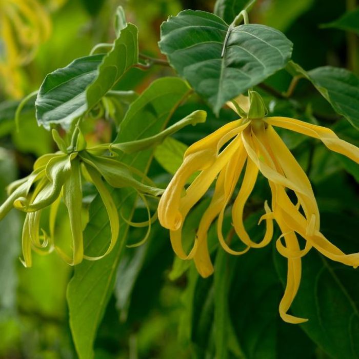 Pure Ylang Ylang Essential Oil