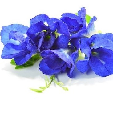 Dried Butterfly pea flower / OEM and Private Label / Organic Certificate / Origin From Thailand / no pesticide / Herbal Tea