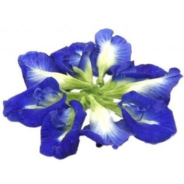 Dried Butterfly pea flower / OEM and Private Label / Organic Certificate / Origin From Thailand / no pesticide / Herbal Tea