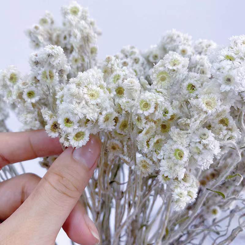 2022 Yunnan Wholesale Most Popular Dried Flowers Small White Flowers Cheese Daisy For Decorative Wedding Party