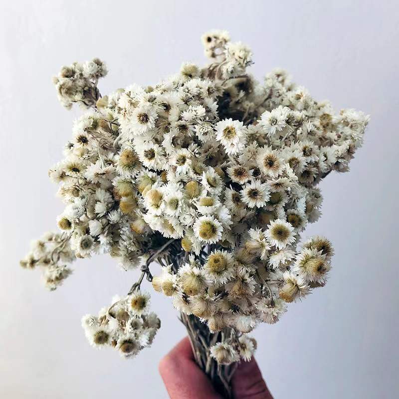 2022 Yunnan Wholesale Most Popular Dried Flowers Small White Flowers Cheese Daisy For Decorative Wedding Party