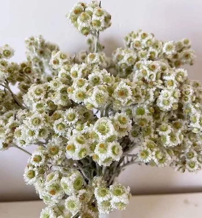 2022 Yunnan Wholesale Most Popular Dried Flowers Small White Flowers Cheese Daisy For Decorative Wedding Party