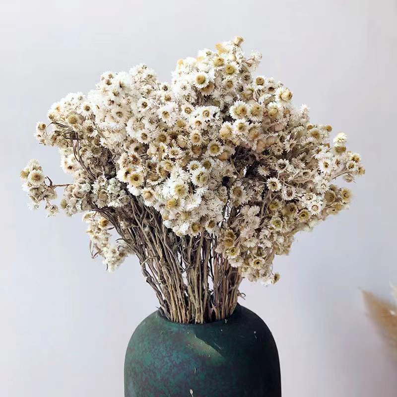 2022 Yunnan Wholesale Most Popular Dried Flowers Small White Flowers Cheese Daisy For Decorative Wedding Party