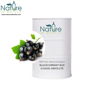 Blackcurrant Bud Oil | Cassis Oil | Ribes nigrum Oil - 100% Pure and Natural Absolute Essential Oils - Wholesale Bulk Price