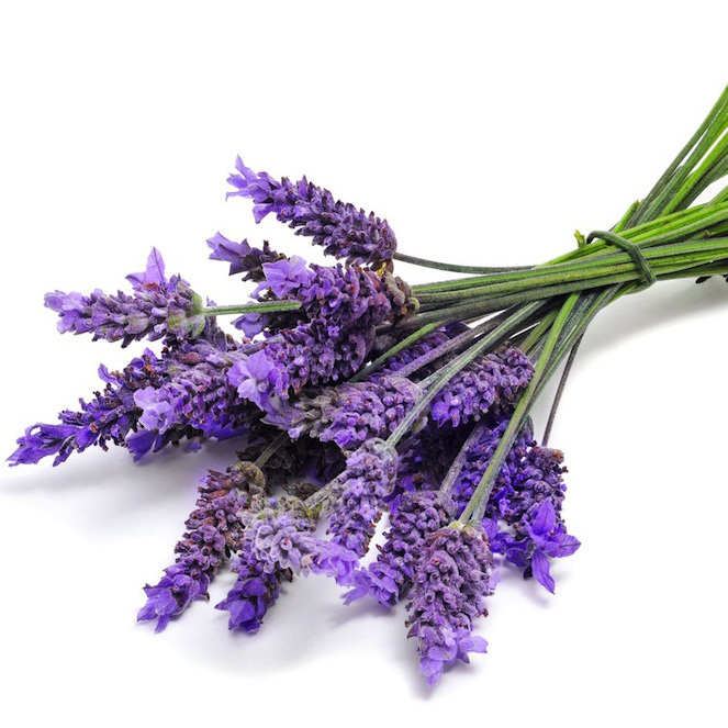 Wholesale Supply Lavender Essential oil in India At Bulk Prices Aromatherapy Lavender Essential Oil Wholesalers