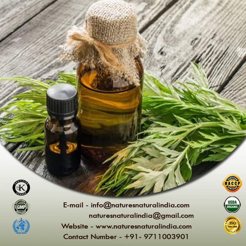 Bulk Packaging Available for Pure Armoise Essential Oil Manufacturer of Pure Natural Mugwort Essential Oil for Export