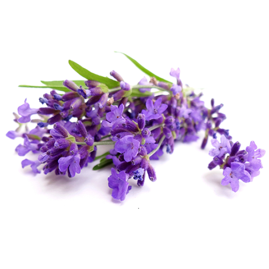 Wholesale Supply Lavender Essential oil in India At Bulk Prices Aromatherapy Lavender Essential Oil Wholesalers