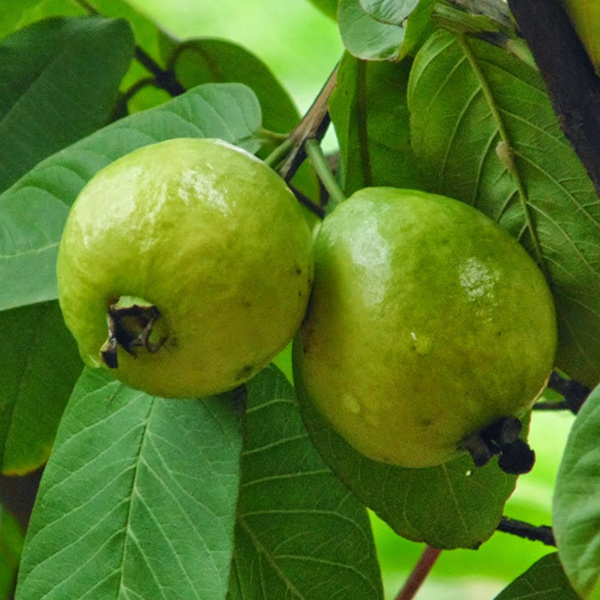 Natural Guava Seed Carrier Oil With Skin Moisturizing Characteristic Carrier and Base Oil Wholesale India