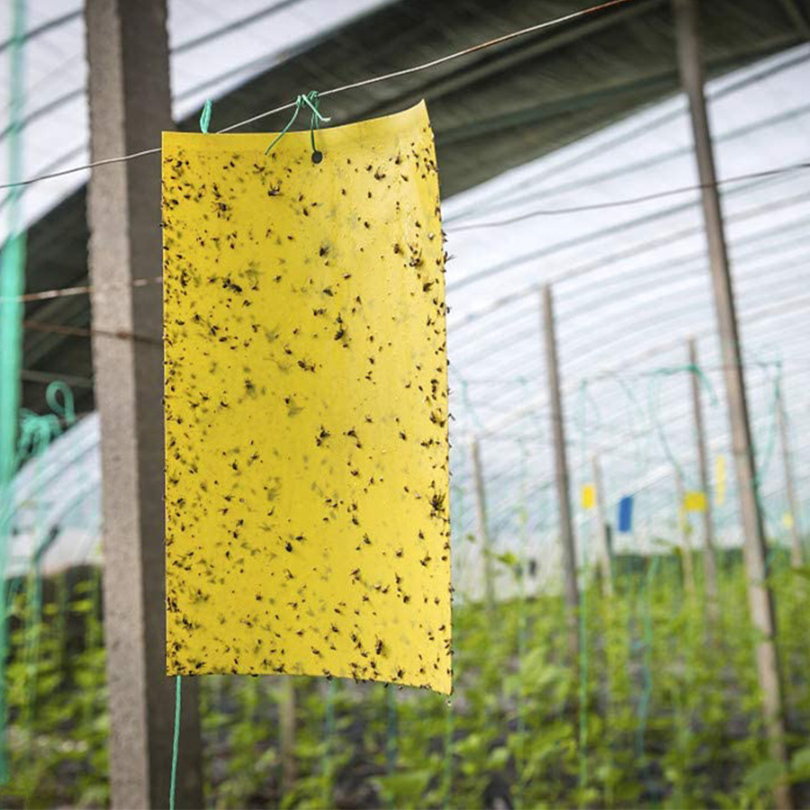 Fruit Fly and Gnat Trap Yellow Sticky Bug Traps for Flies,Mosquitos,Fungus Gnats,Flying Insects