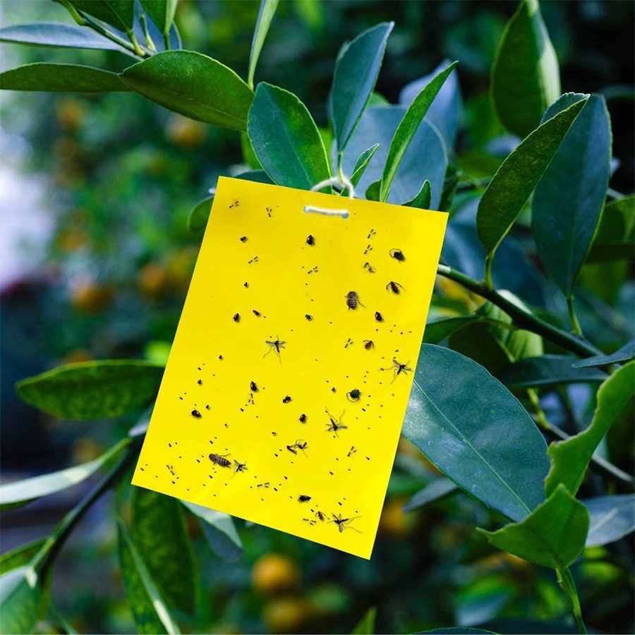 Gnat Traps for House Plants Indoor and Outdoor Yellow Sticky Traps for Flying Insects Trap Fungus Gnat, Fruit Fly