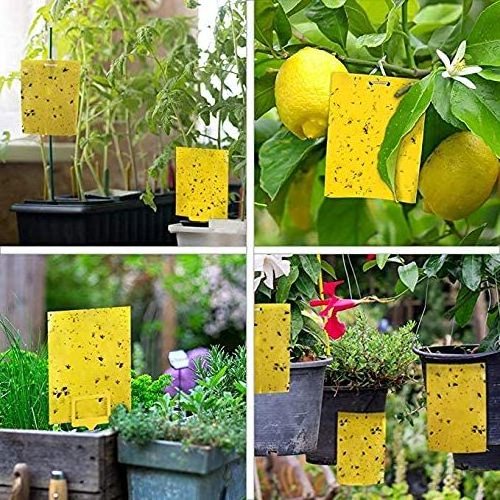 Garden pest control glue insect fly killer yellow sticky fruit fly trap for indoors