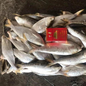 Frozen Thread Shad Gizzard Shad Hilsa