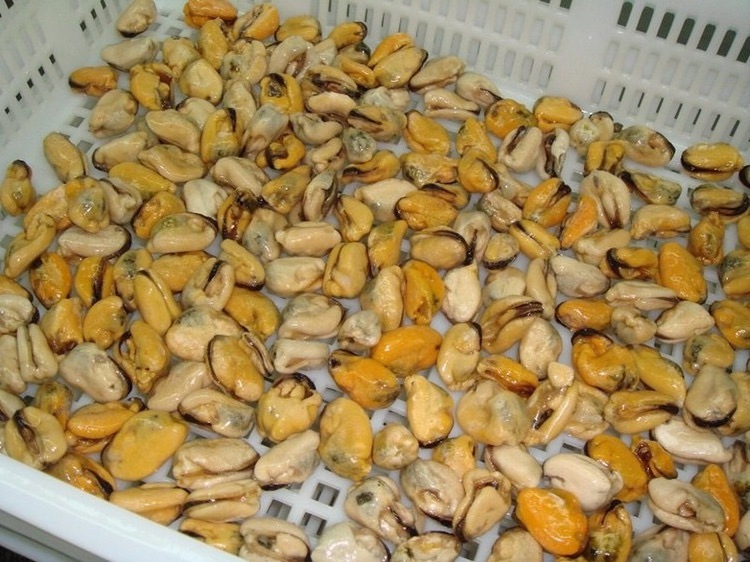 High quality Frozen mussels meat without shell