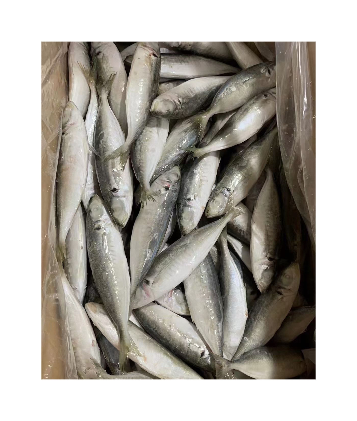 FROZEN ROUND SCAD HOT SELLING WITH GOOD PRICE