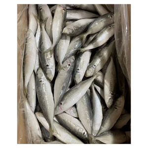 FROZEN ROUND SCAD HOT SELLING WITH GOOD PRICE