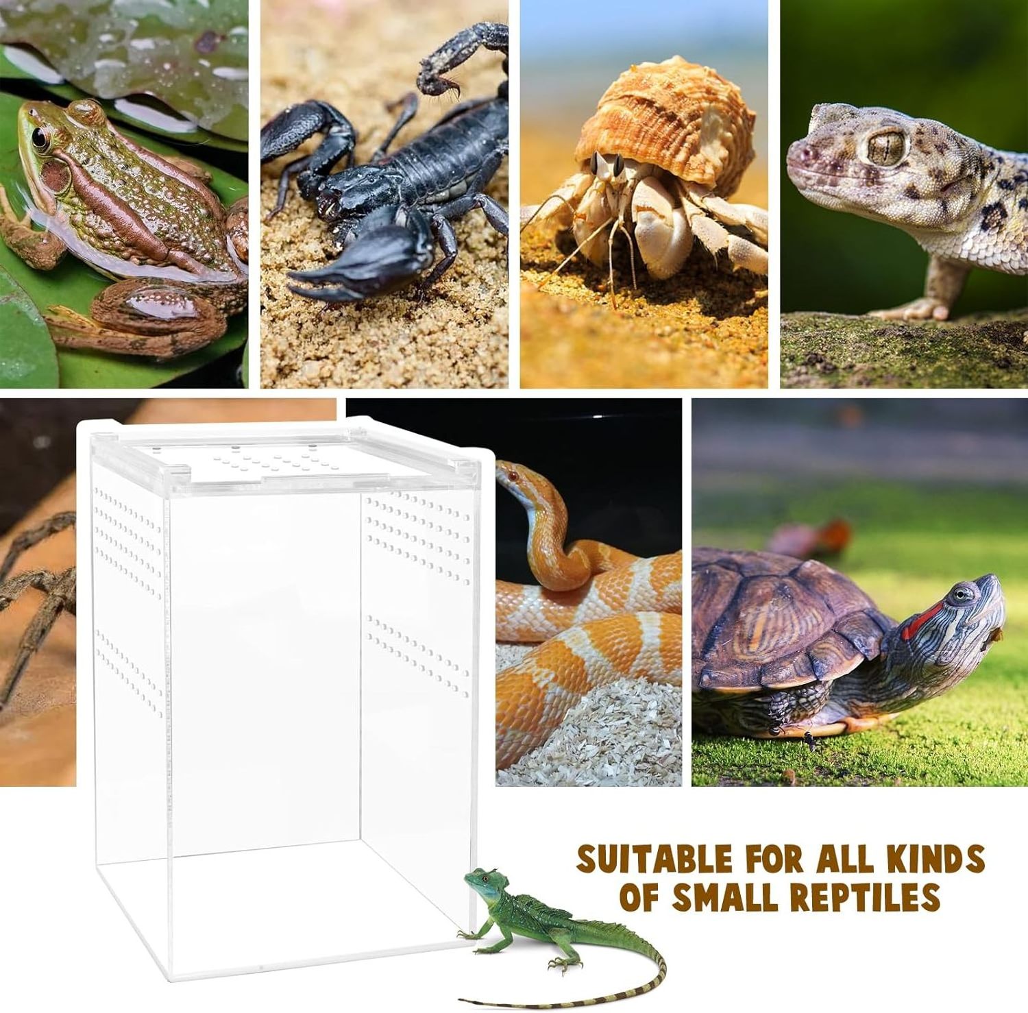 Custom Reptile Show Case Acrylic Reptile Enclosure Terrarium with Magnetic Button for Spider, Reptiles,Lizard