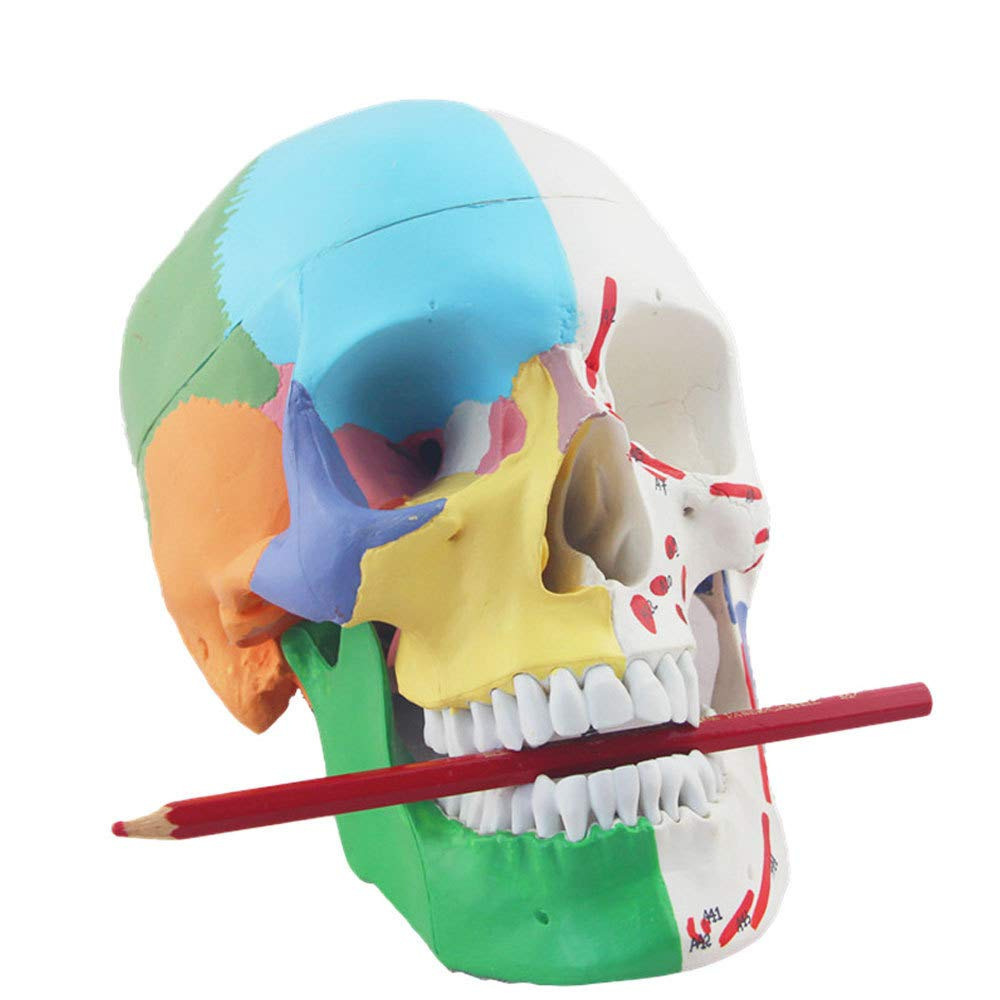 Medical Human skull model color Skull muscle anatomy With numbers can be occluded and disassembled