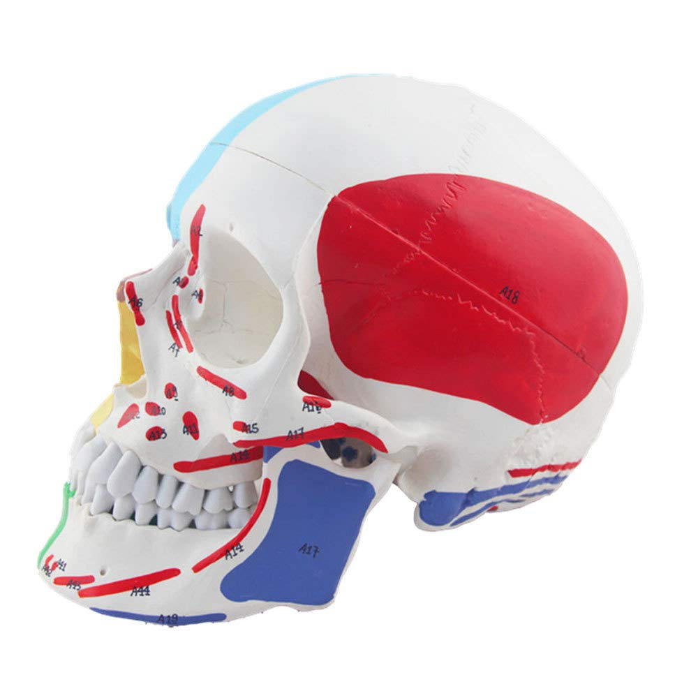 Medical Human skull model color Skull muscle anatomy With numbers can be occluded and disassembled