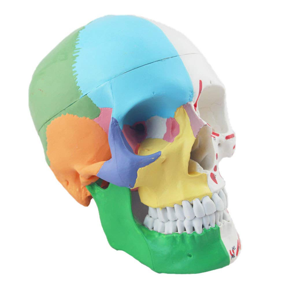 Medical Human skull model color Skull muscle anatomy With numbers can be occluded and disassembled