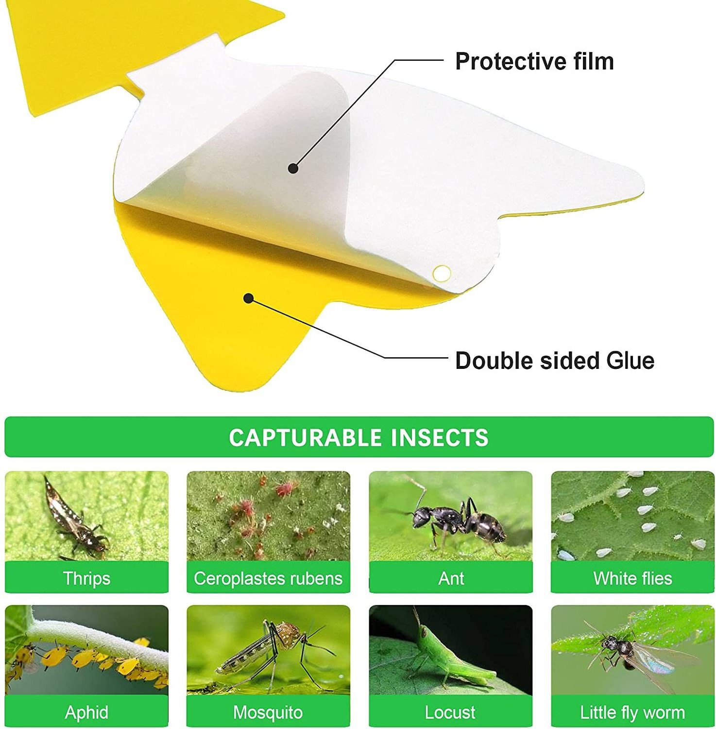 High-quality Sticky Traps Indoor - Insect Killer for Fungus Gnat, Fruit Fly and Other Insects, Protect The Plant