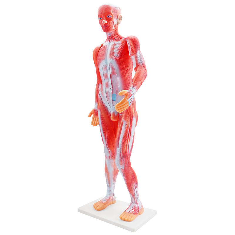 Biological teaching medical  85CM Body human muscle anatomical model