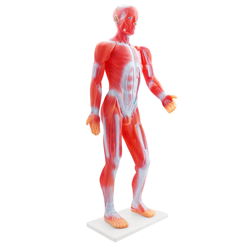 Biological teaching medical  85CM Body human muscle anatomical model