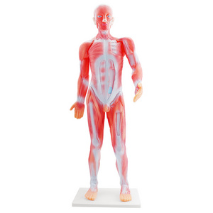 Biological teaching medical  85CM Body human muscle anatomical model