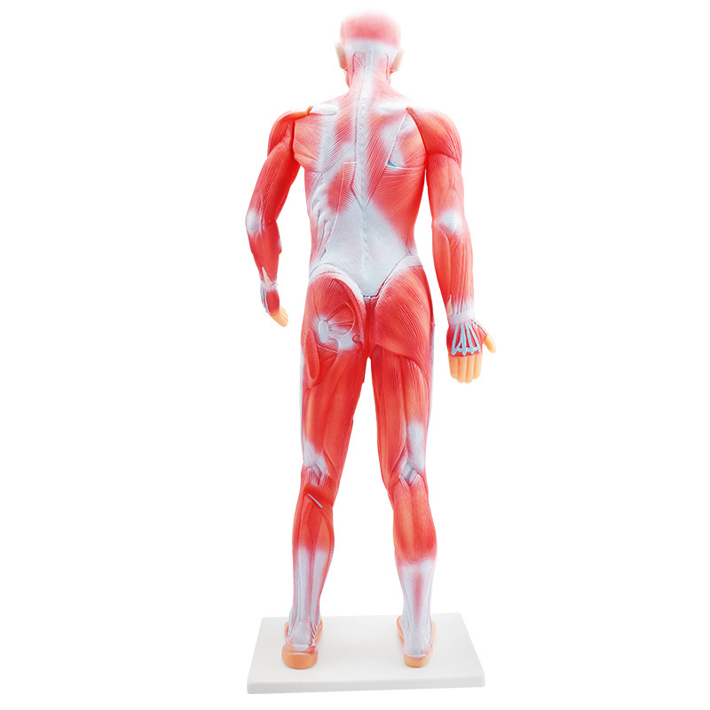 Biological teaching medical  85CM Body human muscle anatomical model