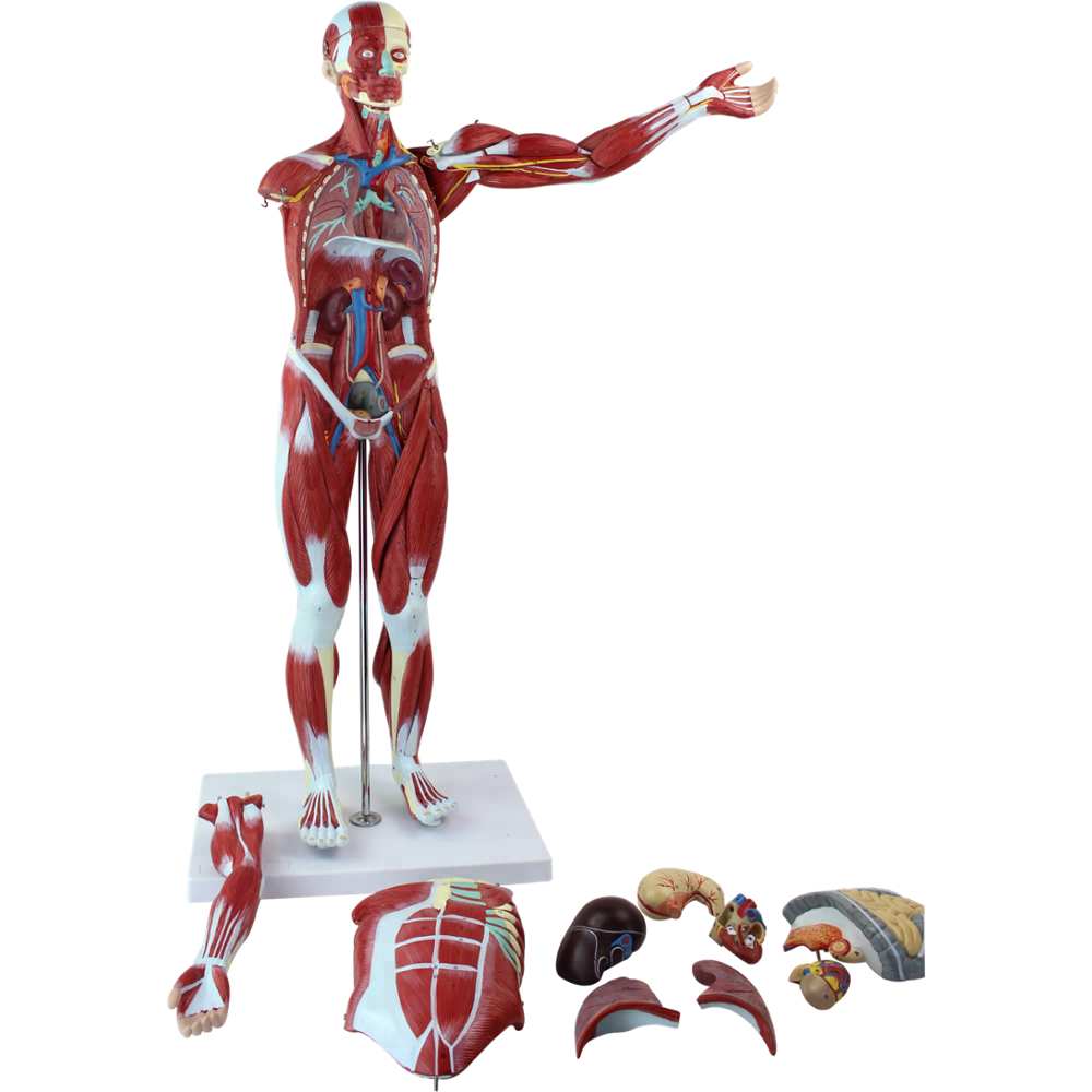 Human Muscular Figure Model with Internal Organs