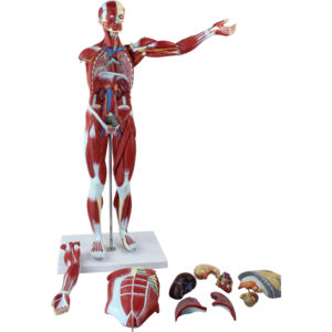 Human Muscular Figure Model with Internal Organs