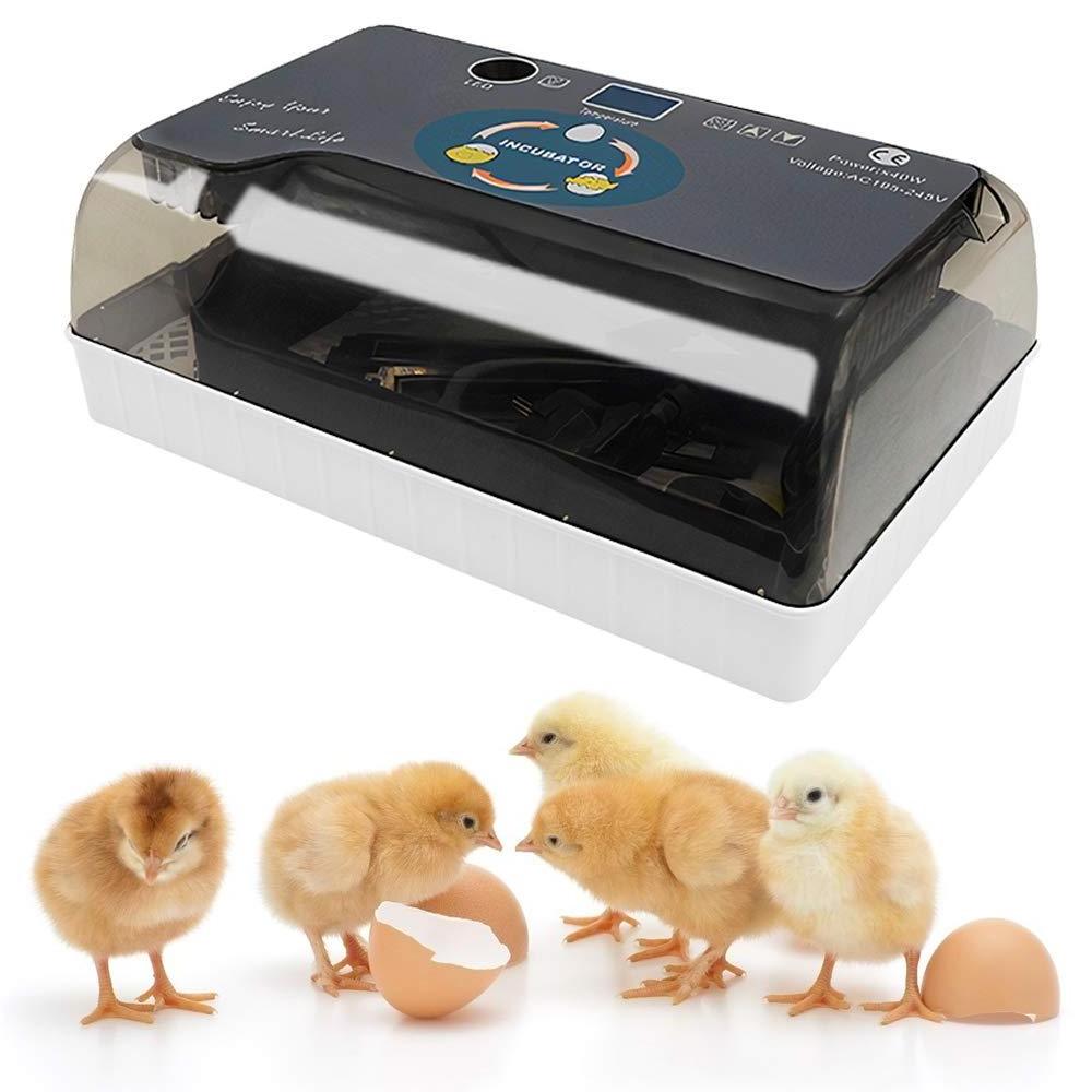 HHD Top Sale Mini 12 Eggs Incubator For Canary Egg Reptiles Tilapia Fish Egg Incubator