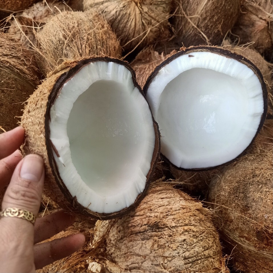 NEW ARRIVAL!!Semi-Husked Coconut Fresh Newly Harvested Made In Vietnam High Quality