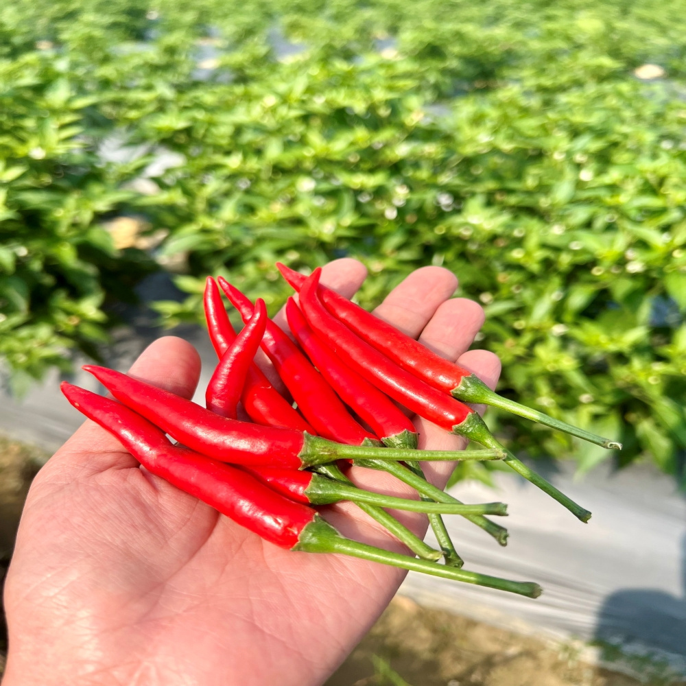 Fresh Red Chili 100% Natural High Quality Competitive Price From Vietnam Supplier Spices and herbs products