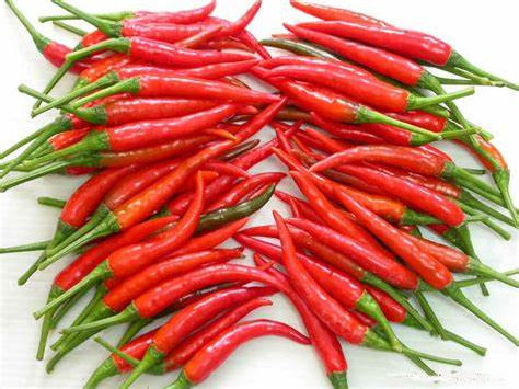 Fresh Red Chili 100% Natural High Quality Competitive Price From Vietnam Supplier Spices and herbs products