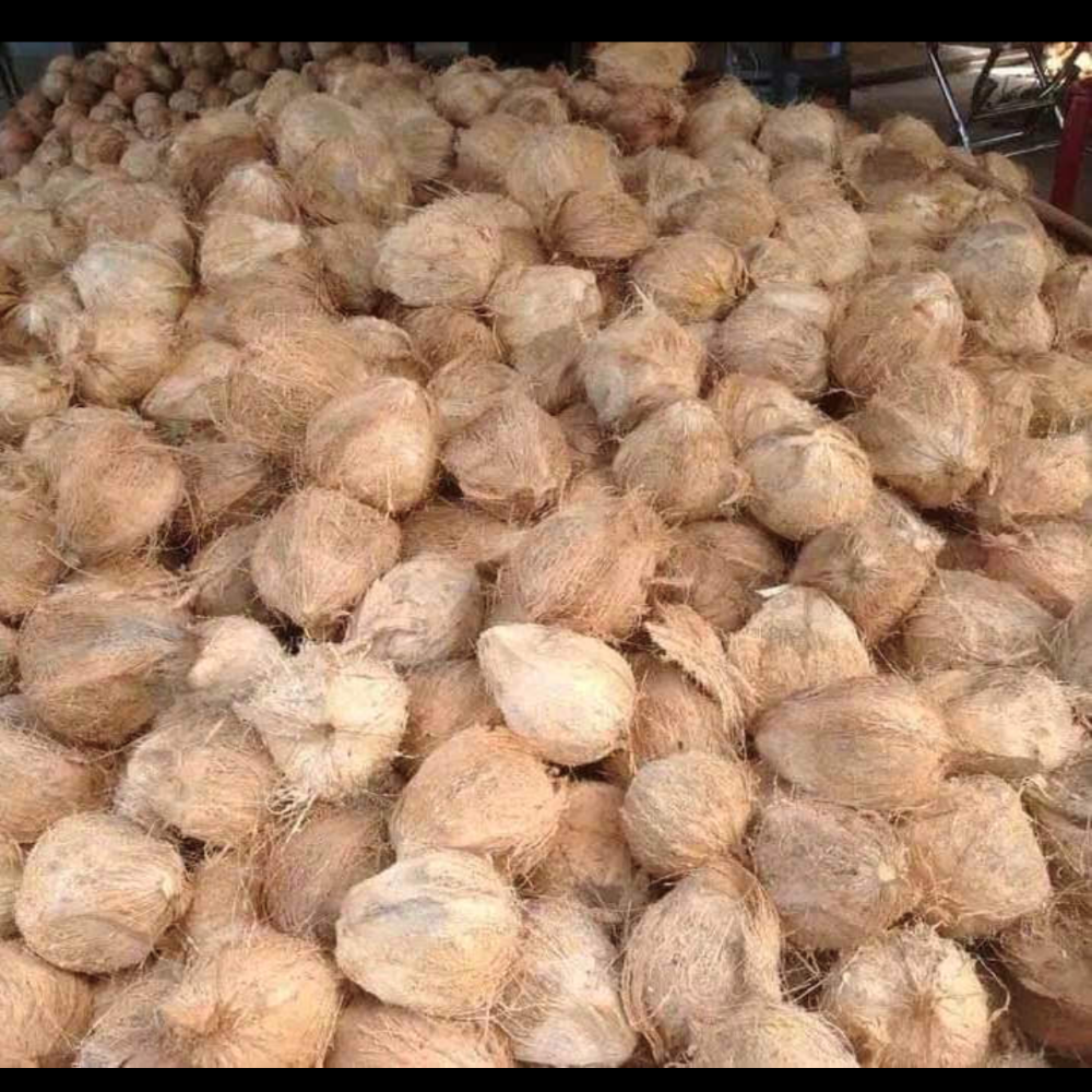 NEW ARRIVAL!!Semi-Husked Coconut Fresh Newly Harvested Made In Vietnam High Quality