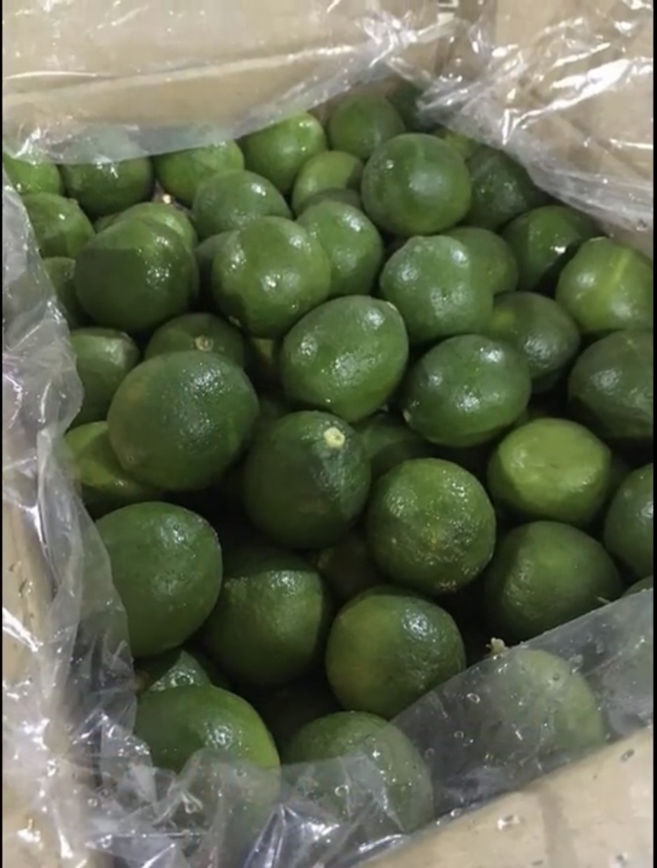 Green Lime Lemon Vietnam Exporter Fresh Citrus Fruits Natural Seedless Lime Lemon High Quality