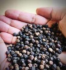 Black Pepper Vietnam Price For Export Black Pepper Seeds