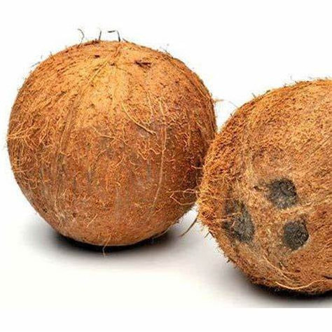 NEW ARRIVAL!!Semi-Husked Coconut Fresh Newly Harvested Made In Vietnam High Quality