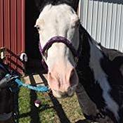 Horse racing leather bridle and Horse bridle with metal hardware