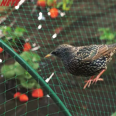 Agriculture orchard protective anti bird net bird resist mesh  supplier