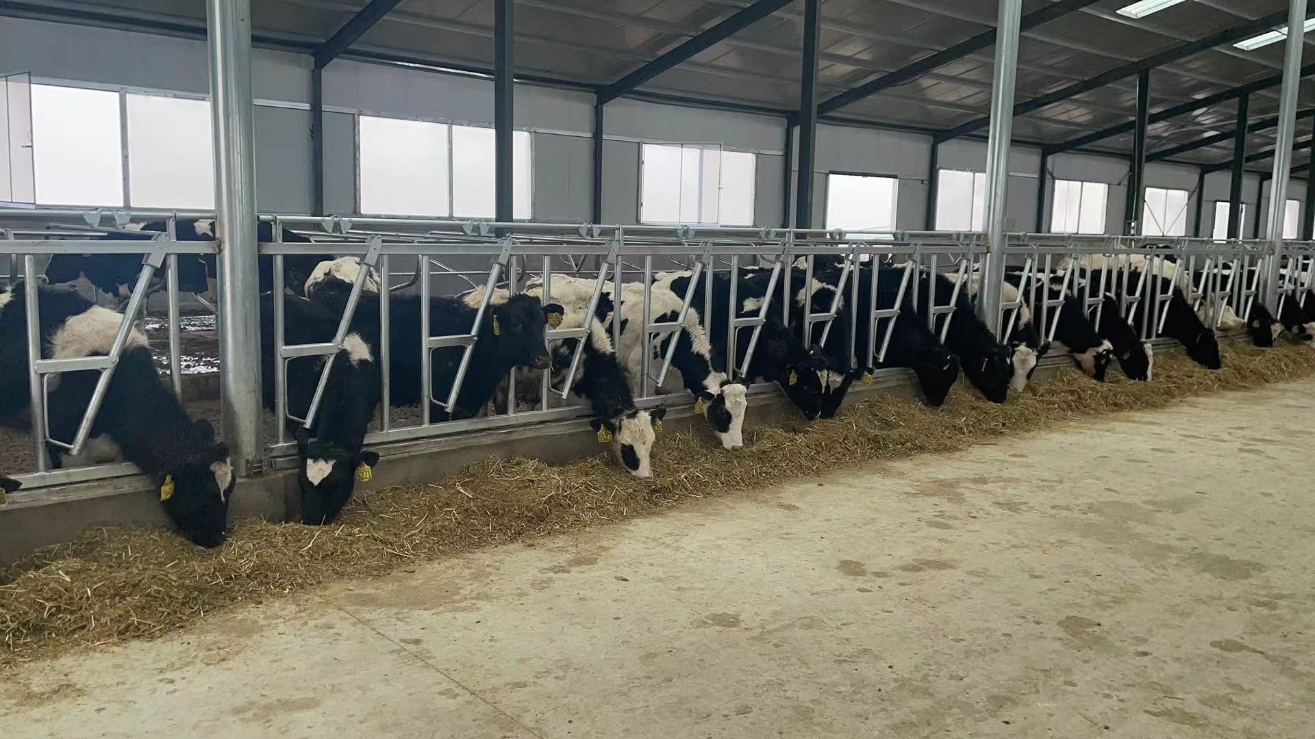 Factory Price Galvanized Cattle/Cow Farm Equipment For Headlock Dairy Cow Headlock For Sale