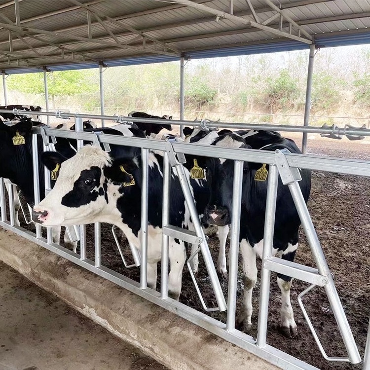 Factory Price Galvanized Cattle/Cow Farm Equipment For Headlock Dairy Cow Headlock For Sale