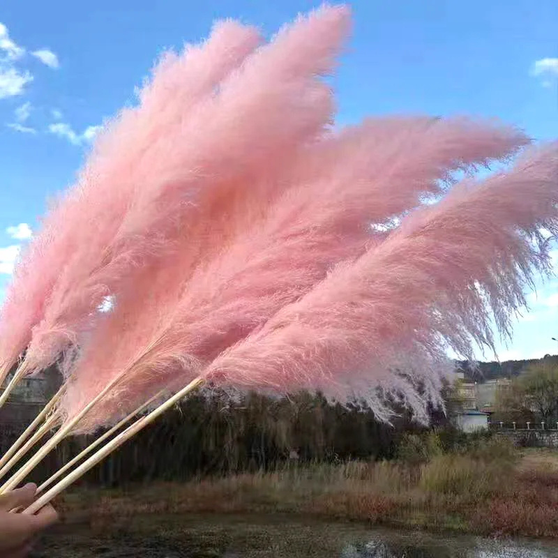 Accept Customization Dried Decor Pampas Steppe Artificial Decorative Flowers Fluffy Tall Pampas Grass