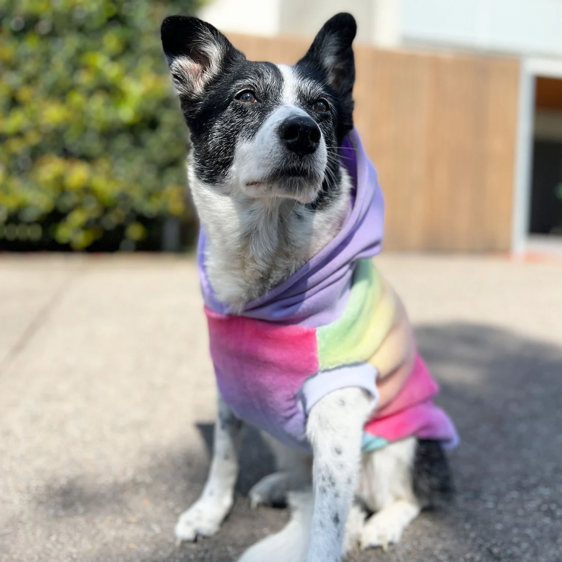 Dogs Hoodies Pastel Rainbow color Design Dog hoodie  Hoodies Manufacturer Wholesaler Very Cheap Price