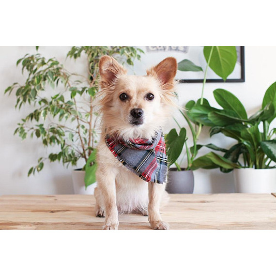 High Quality Dog Bandana Bulk Supplier