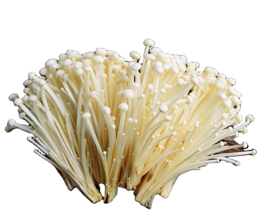 Chinese farm supple fresh Enoki mushroom